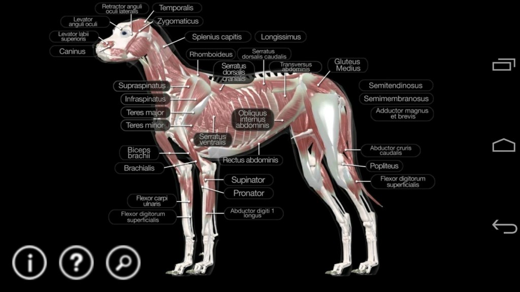 app-anatomie-van-de-hond