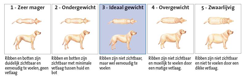Body condition score hond op vijfpuntsschaal. Bron: http://www.dierenkliniekenkhuizen.nl/